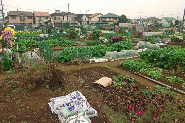 市場調査と培養土