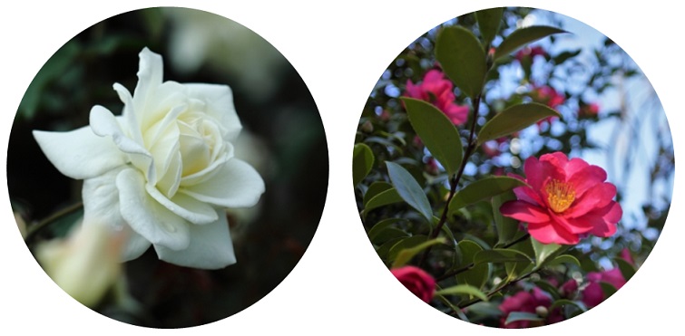 白いバラと赤いサザンカ