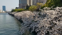 大川の桜