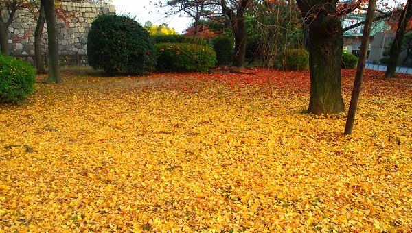 西の丸庭園前・イチョウの落ち葉