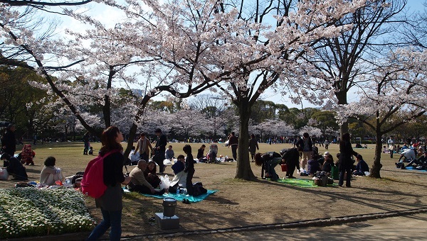 大阪城・西の丸庭園の桜