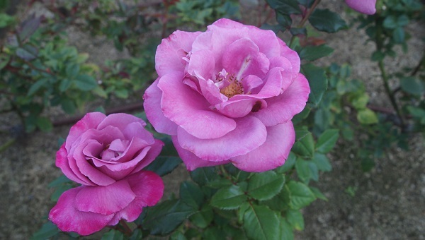 中之島バラ園の薔薇