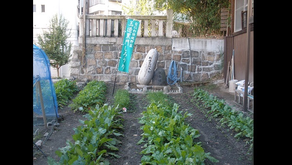 なにわ伝統野菜 玉造黒門しろうり