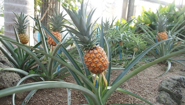 パイナップル
