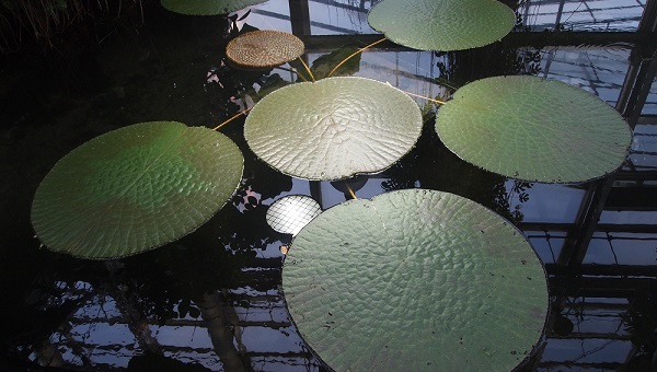 咲くやこの花館