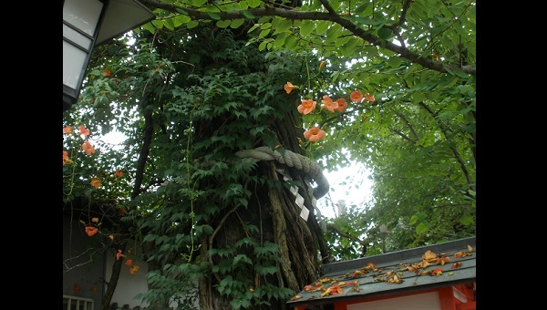 大阪城・西の丸庭園