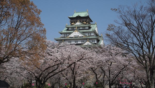 大阪城の桜