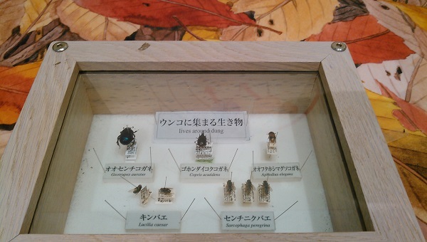 ウンコに集まる生き物