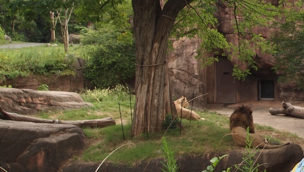 天王寺動物園のライオン