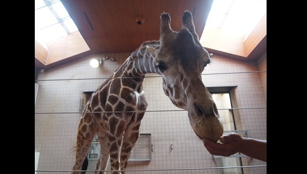天王寺動物園のキリン