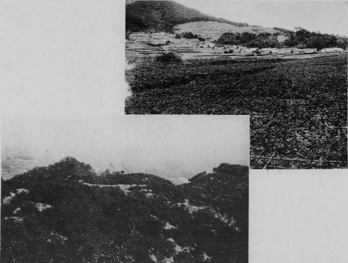 堅下の葡萄園・和泉の蜜柑畑