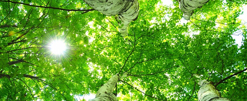 白樺の木と日差し