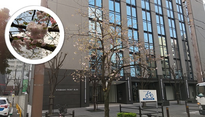 京橋フロントビル前の桜の木