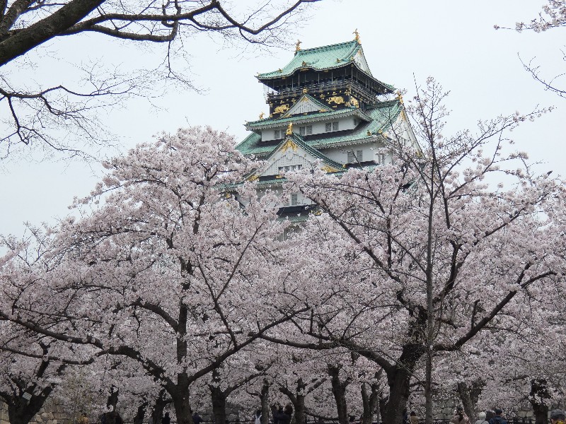 大阪城・西ノ丸庭園の桜