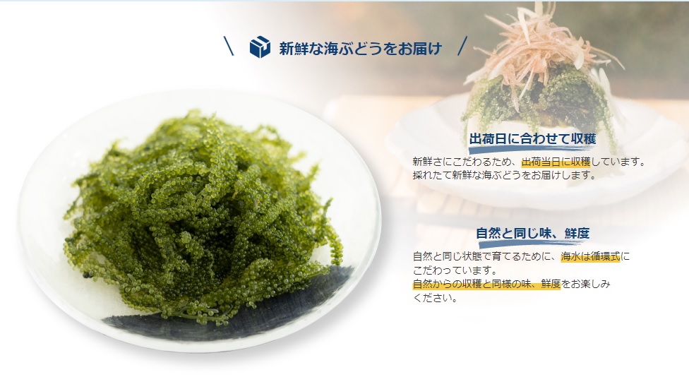 沖縄・平安座島の海ぶどう｜大阪京橋コールセンターのスタッフブログ